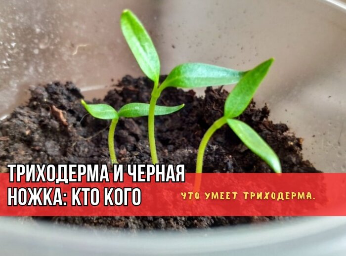 Триходерма и черная ножка рассады: мифы и реальность эффективного использования