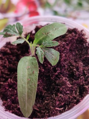 ��� ��������� �������� ������� �������: ������� ��������� �����