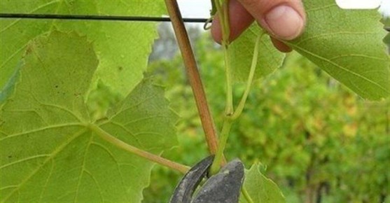 ������, ������� ����� ������ �������� ��� ������� ���������