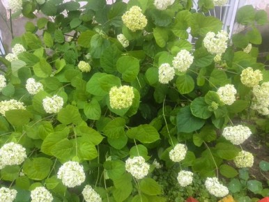 ��� ��������� �������� ��������� ������: ������ ��� ���������