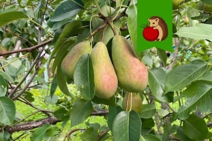 Груша: что важно знать для успешного ухода за деревом