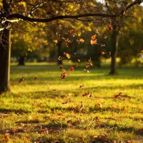 ����� ������ �� �������: ���� ������� � ������� ��� ������ ����