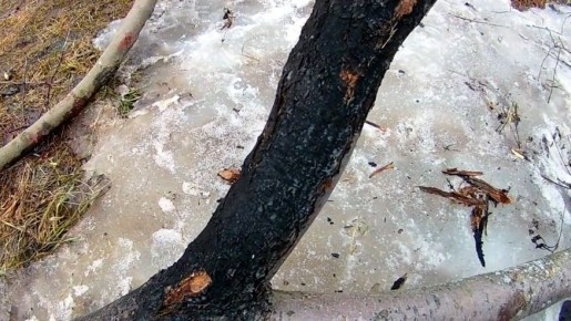 Медный купорос: как ошибка в осенней обработке в 1998 году изменила жизнь садовода