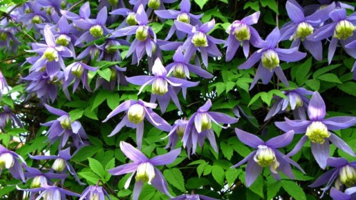 �������: ��� ������� ��� ��� ������� �������