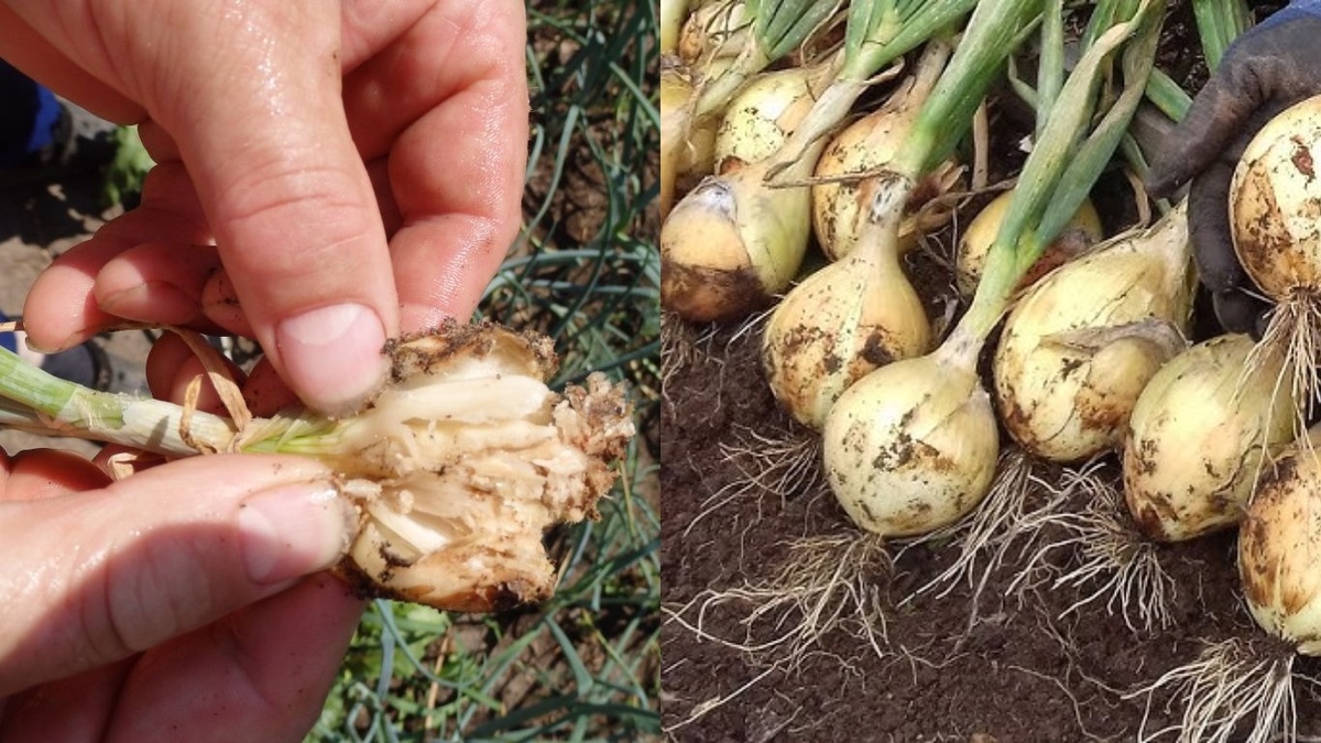 Успешная защита лука: как получить 45 килограммов с 6 грядок