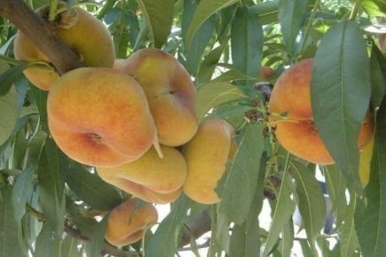 ������ ���������: ������� ������ ��������� �����