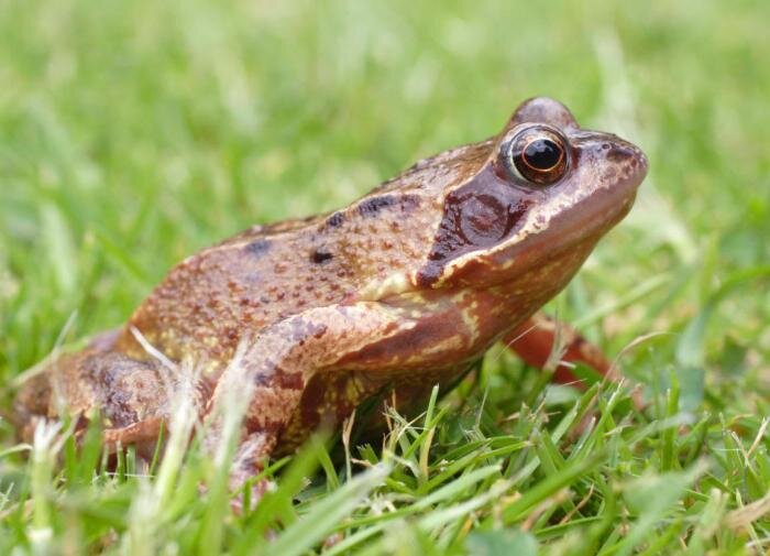 Как привлечь жаб в свой сад и избавиться от вредителей