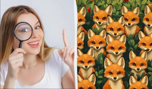 Петух среди лисиц: сможете ли вы найти его на картинке всего за пять секунд?