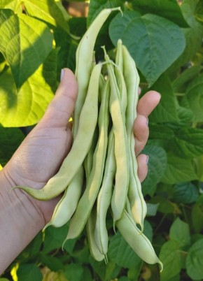 Как овощная фасоль стала любимицей огорода: секреты успешного урожая