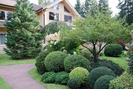 Весенний уход за хвойными: как защитить растения от вредителей и болезней