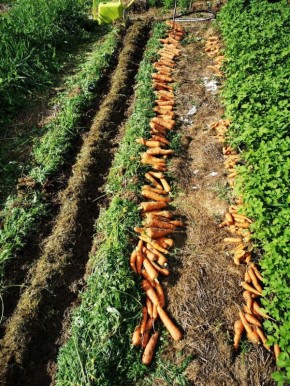 Как сделать песчаную почву плодородной без перекопки