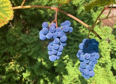 ��� �������� ���������� ���������: ������ ��� ���������