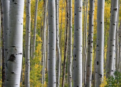 ������ �� ����� �������: ������� ��������� �����������