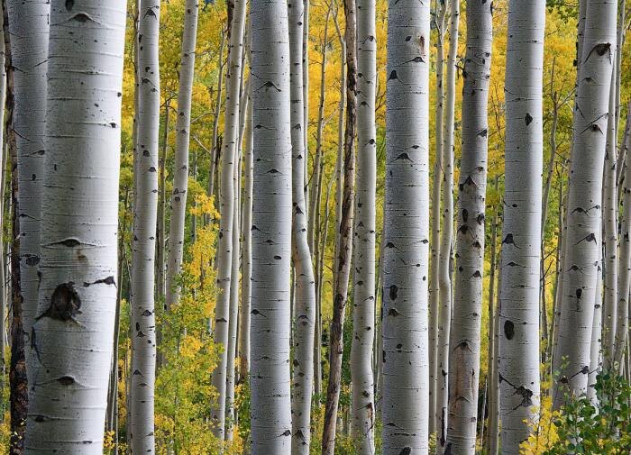 Береза на вашем участке: секреты успешного выращивания