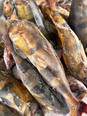 ����� ������� ����������� ���������� ������ ��������