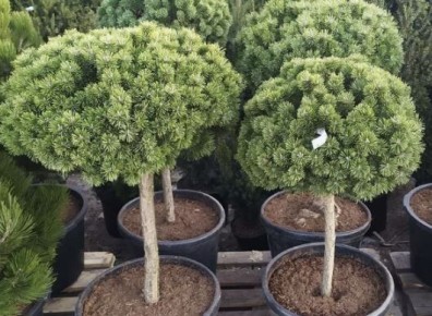 ��� ��������� ����������� ��������� �������� � ����