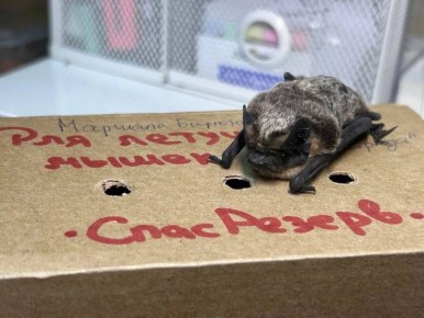 ��� ������, ���� � ��� ���?��� ������� ����: ������ ���������