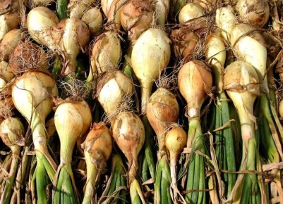 ��� �������� ������������ ����: ������� ��������� ������