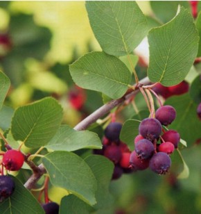 ������� �� ����