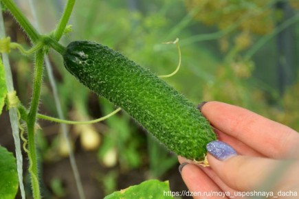 ��� ������������� ���������� �������: ������� ��������� ������