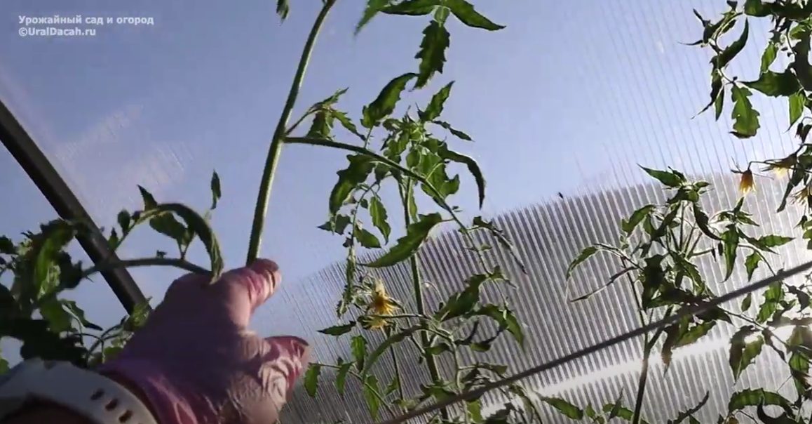 Как справиться с высокорослыми помидорами в теплице