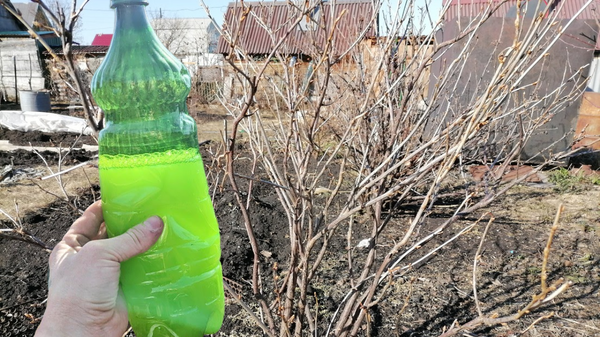 Смородина в опасности: три эффективных народных средства против тли