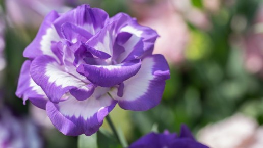 Как выращивать эустому — секреты для начинающих