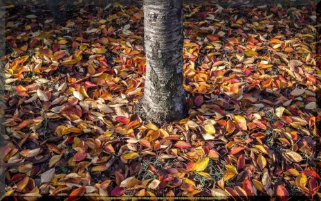 Как эффективно использовать опавшие листья для вашего сада