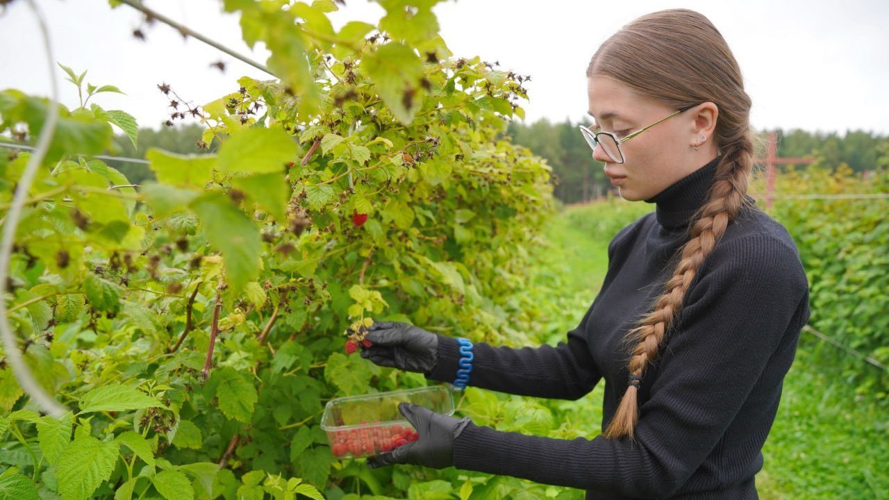 В фермерских хозяйствах производят почти 90% общего объема ягод в регионе В фермерских хозяйствах производят почти 90% общего объема ягод в регионе