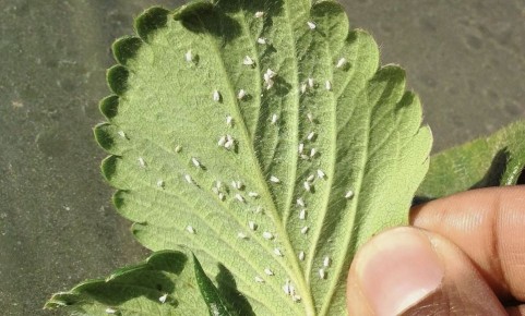 ����������� ������ ������ � ����������� �� �������� ������