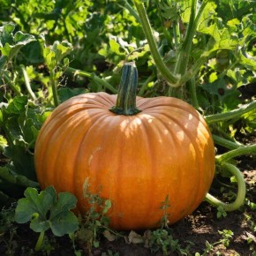 Сладкие сюрпризы нового сезона: 13 тыквенных сортов для вашего сада