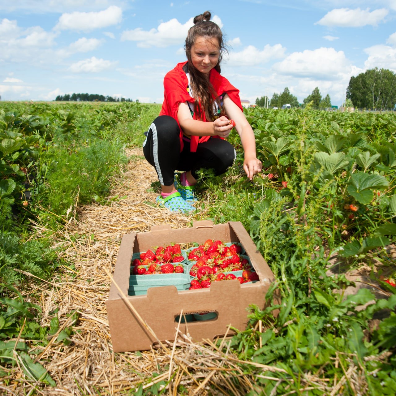 В фермерских хозяйствах производят почти 90% общего объема ягод в регионе В фермерских хозяйствах производят почти 90% общего объема ягод в регионе