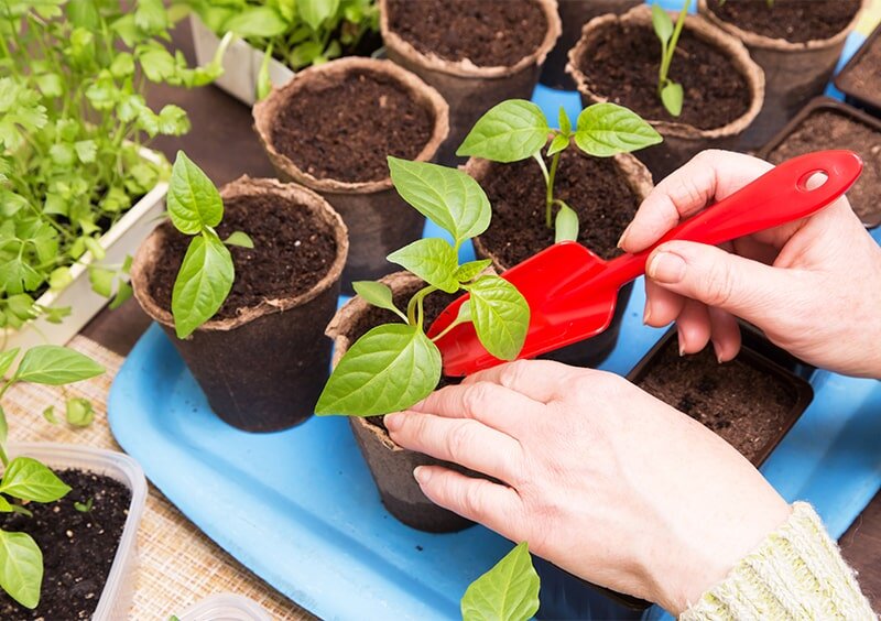 Как правильно пикировать перцы и ухаживать за рассадой