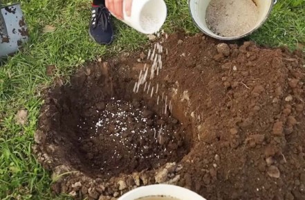 Важные нюансы посадки саженцев весной: что нужно знать