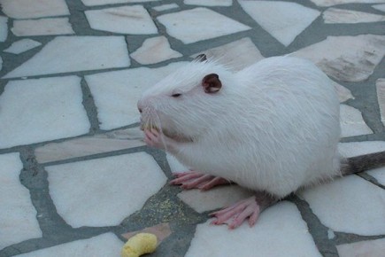 ���������� ����������� ����� ������: ��� ��� �������������?