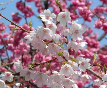 ����� ����: ���� ���������� �������� � �������� �����������