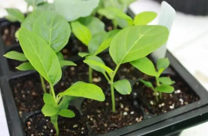 Как сделать первую подкормку рассады баклажана для отличного урожая