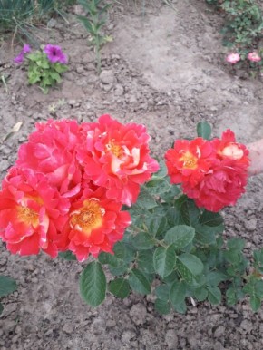 ��� ��������� �������� ���� ����� ������� ��������: ������� ��������� �����