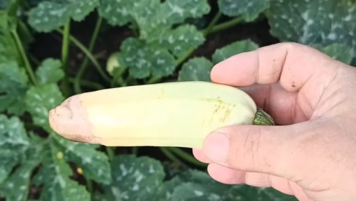 ��� ��������� �������: �������, ������� ������ �������