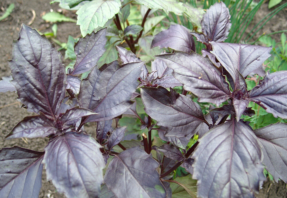 Травы для красоты и здоровья: полезные секреты вашего сада