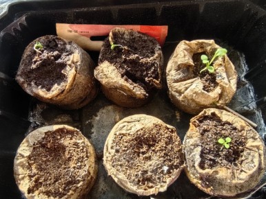 ��� ��������� ������� ������ � ��� �����: ���������� �����