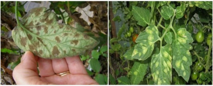 Томаты, устойчивая надежда на урожай при любых условиях