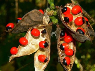 ׸��� �� ������: ������� �������, ������� �������� �����