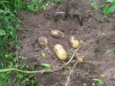 Ошибки при выращивании картофеля, которые ведут к плохому урожаю