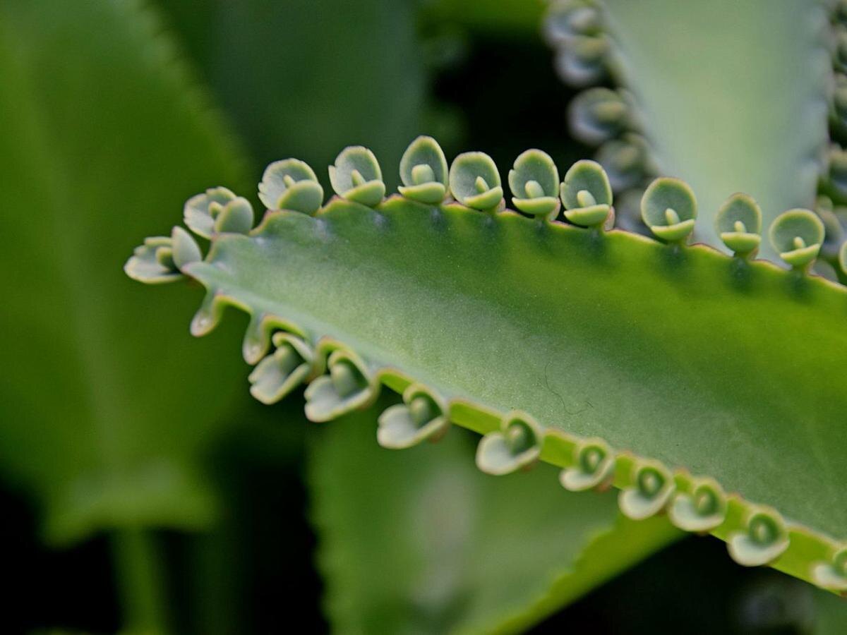 Каланхоэ: цветок, который приносит удачу и гармонию в дом