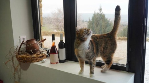 ������� ���������: ��� �������� ����������� ������ ������ �������� ��������� �����