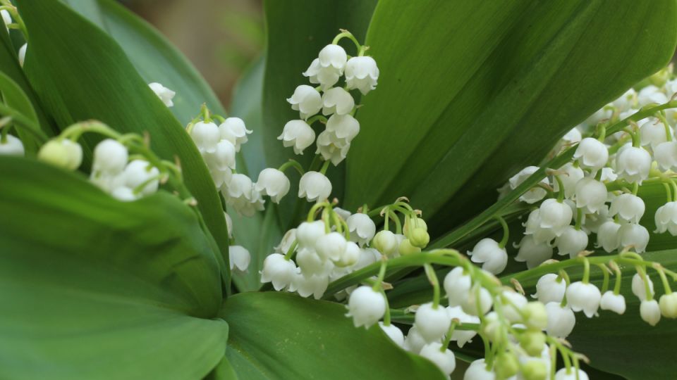 ����� ������� ���������: ��� ���� ����������� � 1 ������?