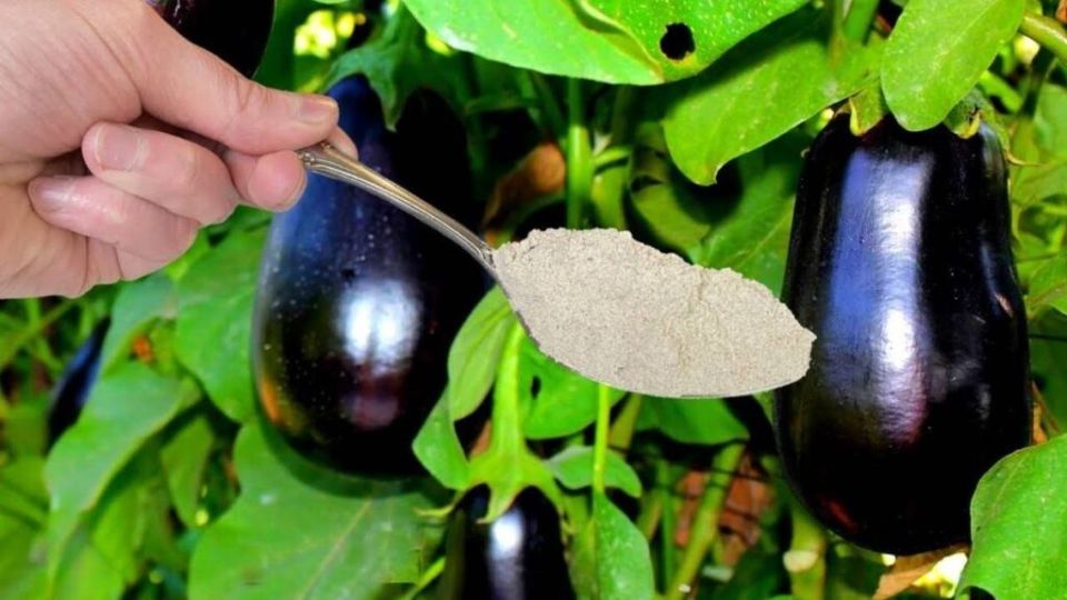 �������� ������� ��� ������� ������ ����������