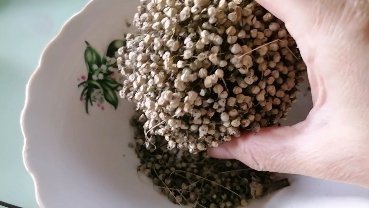 Что стоит посадить на рассаду в марте?