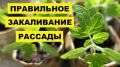 Как закалить рассаду: шаги к успешной высадке уже в апреле